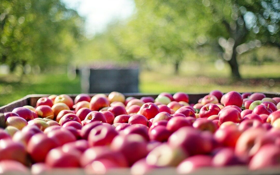 La CE prevede la possibilità di inserire nei PSR regionali una nuova misura di sostegno a fondo perduto per le aziende agricole colpite dalla pandemia