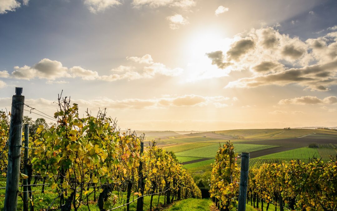 Adottato il decreto sui vigneti “eroici” e “storici”, per tutela e valorizzazione del nostro patrimonio ambientale e paesaggistico e della biodiversità