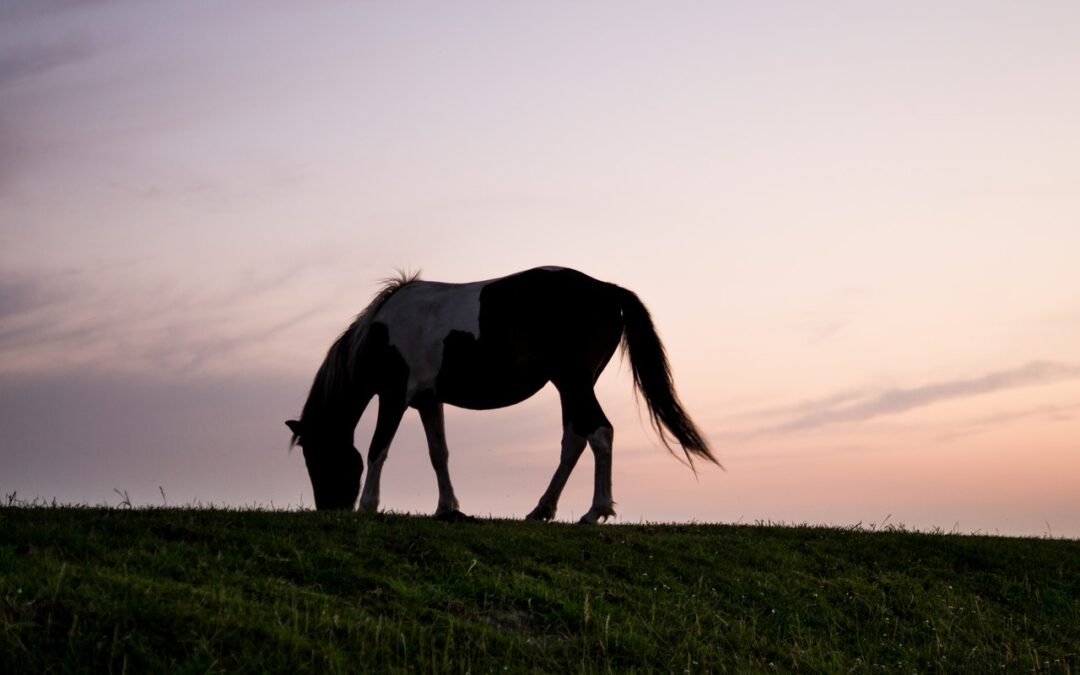 Avviato il Progetto ”NEXUM EQUUM”, l’Ippovia del Gran Sasso