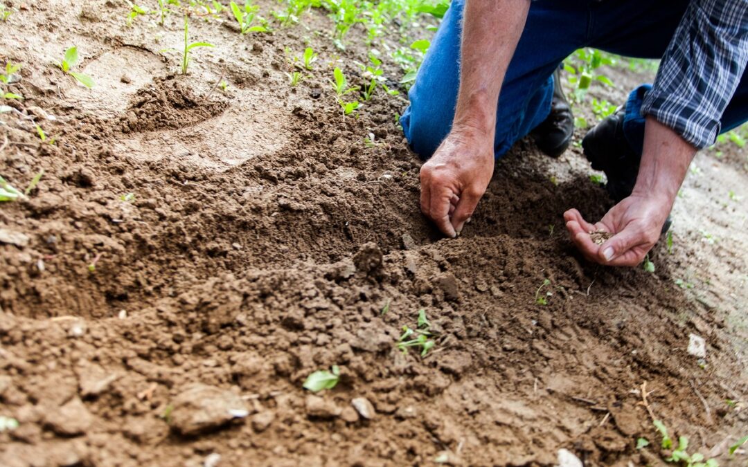 Microcredito rurale: lo strumento dell’Ente Nazionale per il Microcredito dedicato alle microimprese agricole