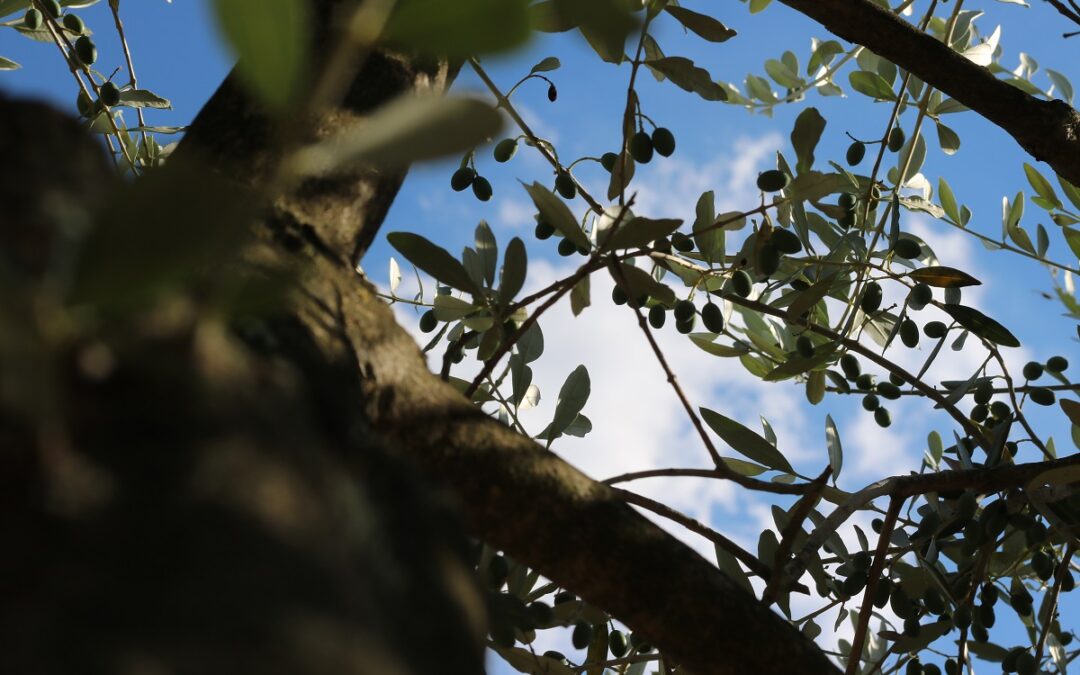 Unione Terre dell’Olio e del Sagrantino: promozione del territorio con percorsi esperienziali