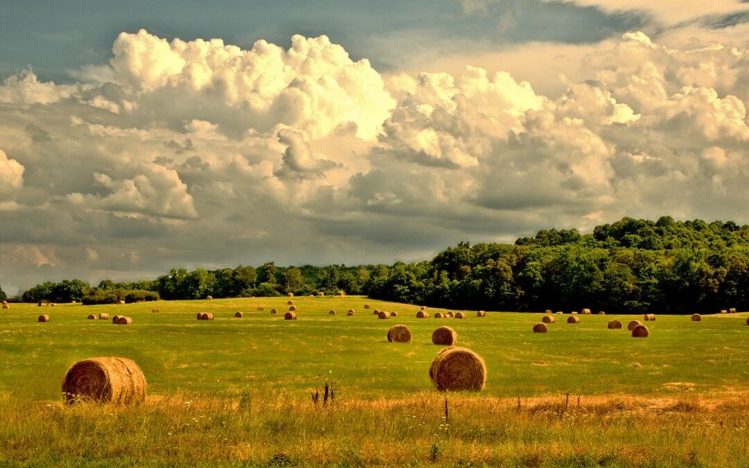 PSR e COVID-19: al via la nuova misura di sostegno ad agricoltori e PMI colpiti dalla crisi