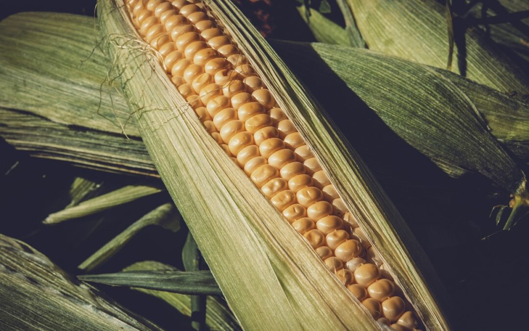 In partenza il V bando Coltiviamo Agricoltura Sociale