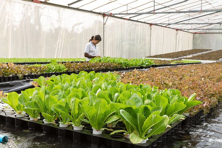 Decreto Donne in campo: al via mutui imprese agricole femminili