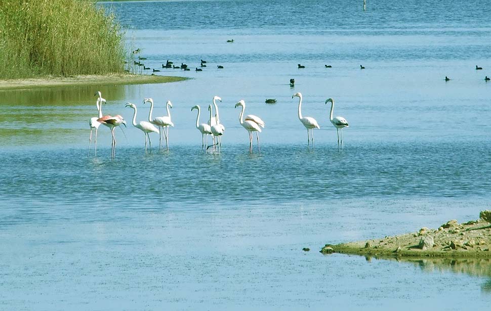 Valorizzazione delle saline: il Comune di Priolo le affida all’ente gestore della Riserva naturale