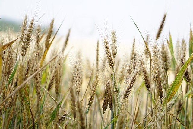 Adotta un campo di grano: il progetto che combatte lo spopolamento delle terre agricole