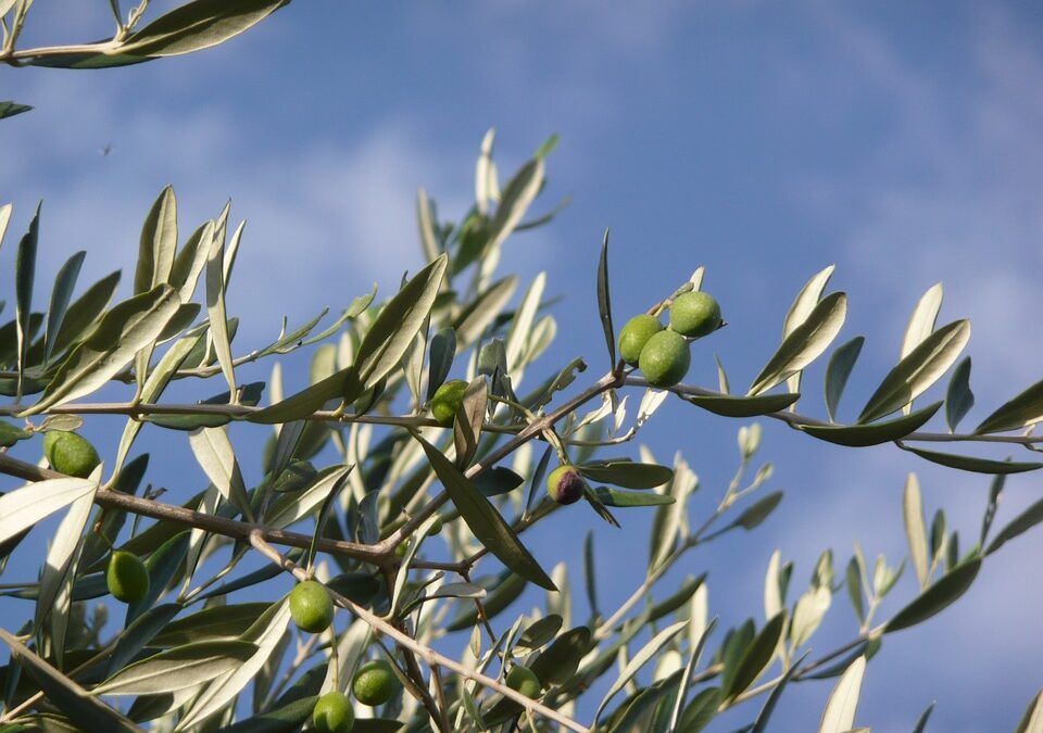 Affidamento gratuito a privati degli oliveti comunali di Toscolano Maderno