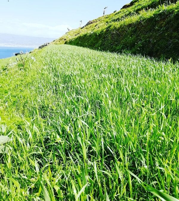 A Messina rinascono i terrazzamenti per la produzione di grano antico