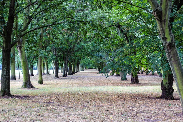 PNRR: approvato con decreto MiTE Piano di forestazione urbana ed extraurbana