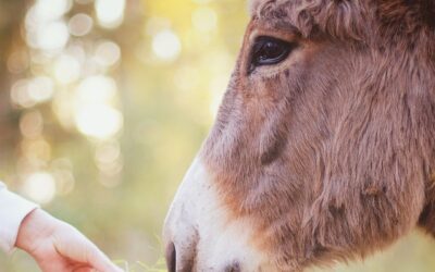 La storia dell’azienda agricola silvo-pastorale del Comune di Troina sulle terre confiscate alla Mafia