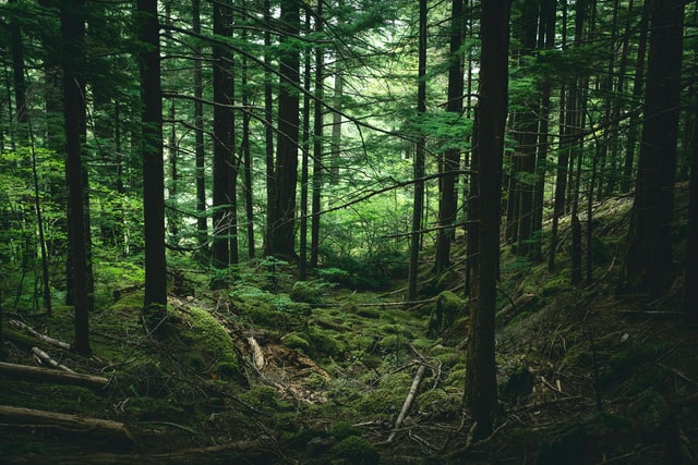 Terreni boschivi incolti: a Capannori un progetto di valorizzazione