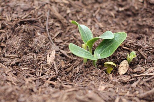 Horizon Europe e la Missione Soil Health and Food. Cura del suolo e cura della vita