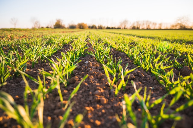 La sperimentazione del welfare aziendale nella filiera agricola