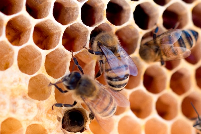 Pubblicato il bando MIPAAF per la realizzazione di progetti nel settore apistico
