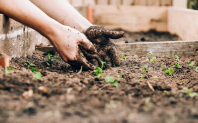 MISE: al via il fondo per investimenti innovativi per imprese agricole