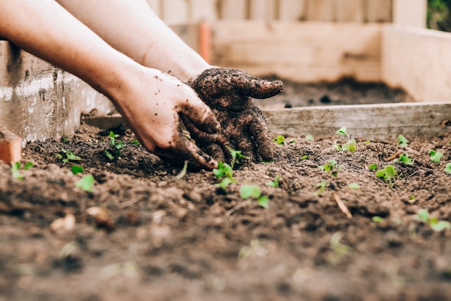 Gli Orti urbani fra sostenibilità ambientale e rigenerazione sociale