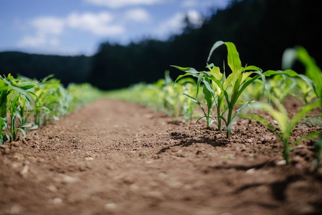 In Calabria l’agroecologia e l’agricoltura resiliente della cooperativa “Della Terra contadinanza necessaria”