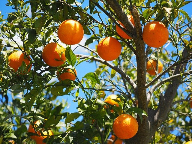Legge di Bilancio: 2 miliardi per sostegno e rilancio dell’agricoltura