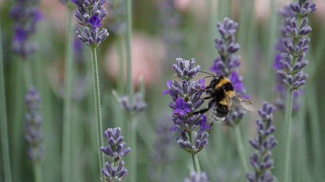 Call BIODIVERSA+ operativa ai primi di ottobre 2021