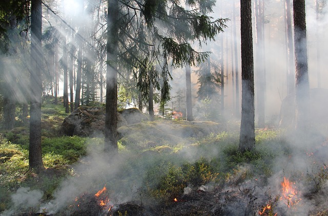 Boschi in Italia: nel 2021 in fiamme 1/4 delle nuove foreste