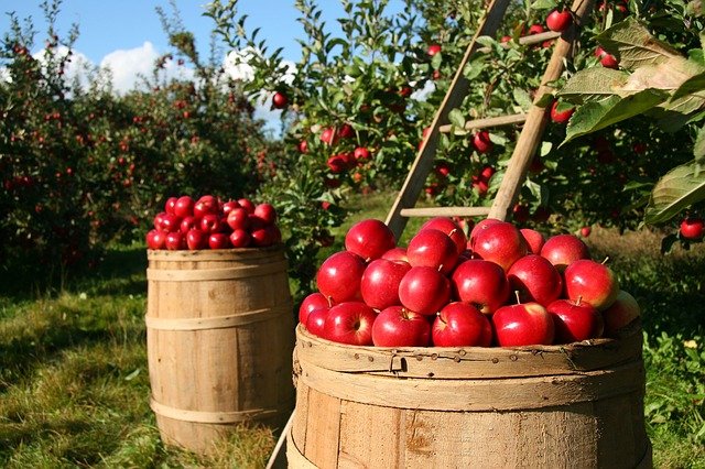 “Ismea Investe”: il nuovo strumento finanziario per progetti della filiera agroalimentare