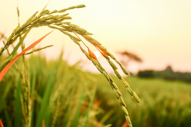 CIA-Agricoltori Italiani: accordo per aumentare sementi biologiche in Italia