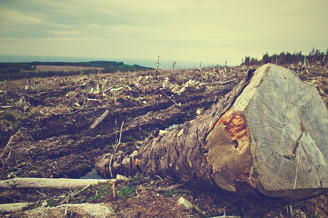 COP26: stop alla deforestazione entro il 2030