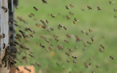 Aumentano incentivi UE per Apicoltura: dal miele alla biodiversità