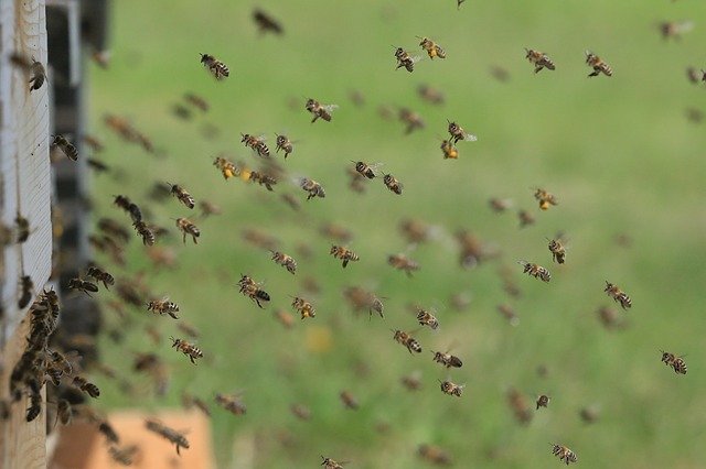 Aumentano incentivi UE per Apicoltura: dal miele alla biodiversità