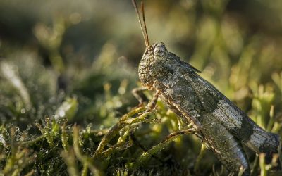 Invasione ciclica delle cavallette: tra cambiamenti climatici e terreni incolti