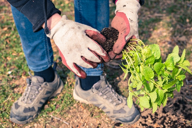 agricoltura