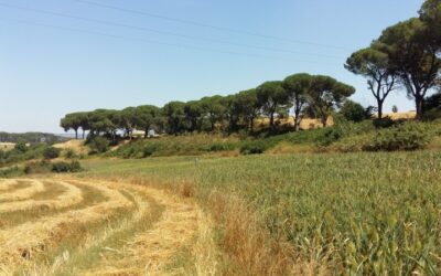 SIBaTer: esempio conclamato di successo per il recupero delle terre abbandonate