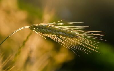 Avviso costituzione long list nell’ambito della cooperazione con il Comune di Roma su attività per agricoltura e agroalimentare urbano