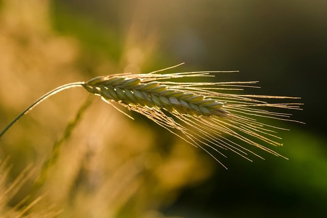 Avviso costituzione long list nell’ambito della cooperazione con il Comune di Roma su attività per agricoltura e agroalimentare urbano