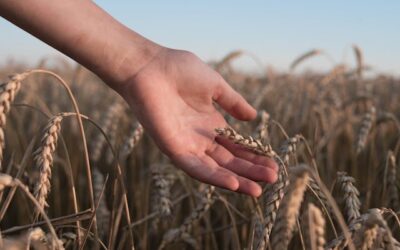 Europa. Una nuova Agenda per l’agricoltura e l’alimentazione